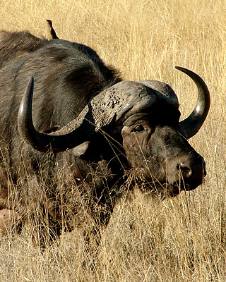 Cape buffalo - Serengeti