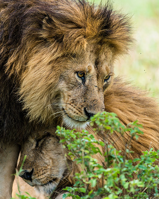 African Lion - Serengeti