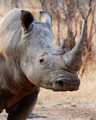 Black rhinoceros - Ngorongoro Crater
