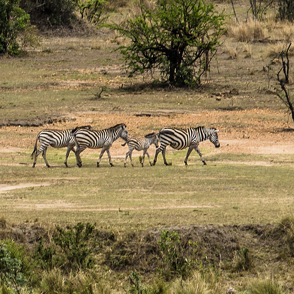 bologonja surroundings